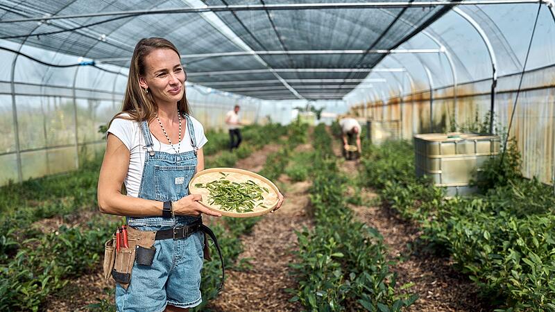 Globaler Matcha-Boom sorgt für Engpässe