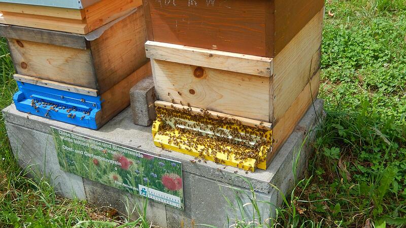 Praxis und Theorie der Imkerei: Der Kreisverband bieten einen Lehrgang f&uuml;r Anf&auml;nger an.