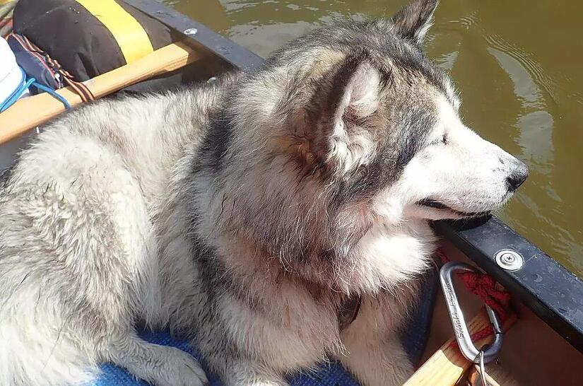 Bei dem Prozess vor dem Amtsgericht in Haßffurt legte der Jäger seine Version der Geschichte vor. Demnach hatte der Hund einen Hasen gejagt, deswegen hatte der Mann geschossen.