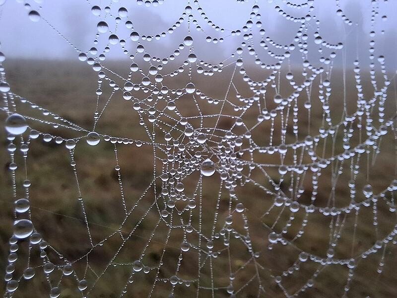 Wer beim Wandern auch mal nach links und rechts schaut, entdeckt manchmal ein kleines Wunder. Ein Spinnennetz ist ein wahres Meisterwerk, meint der Leser.