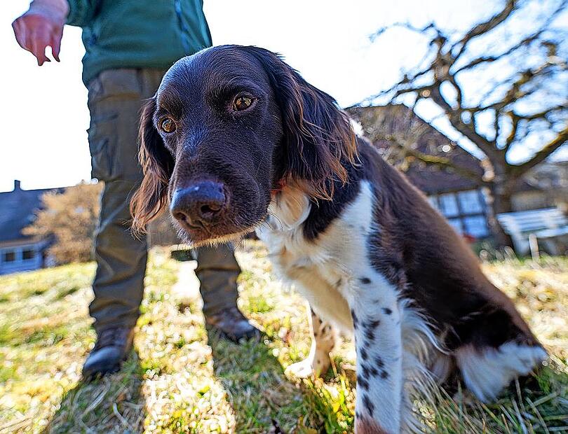 In Untermerzbach steigt die Hundesteuer.