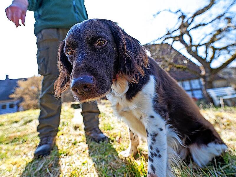 In Untermerzbach steigt die Hundesteuer.