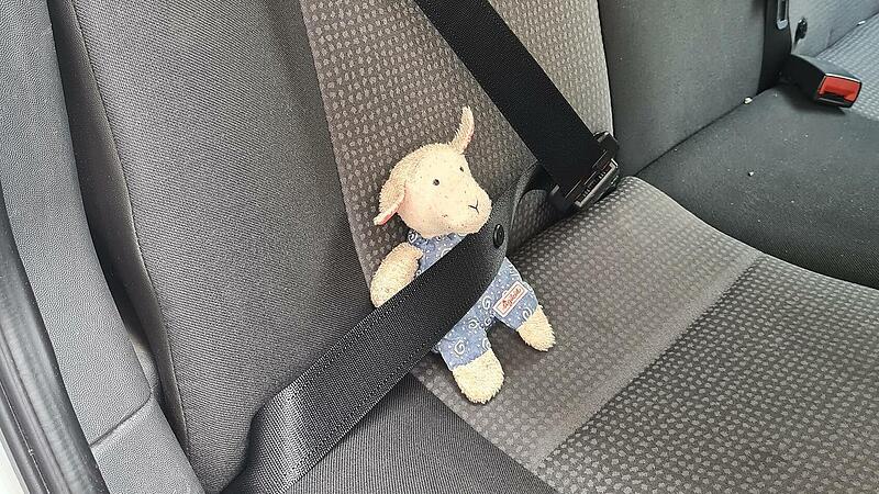 Schafi auf dem Weg zurück zu seinem jungen Besitzer.