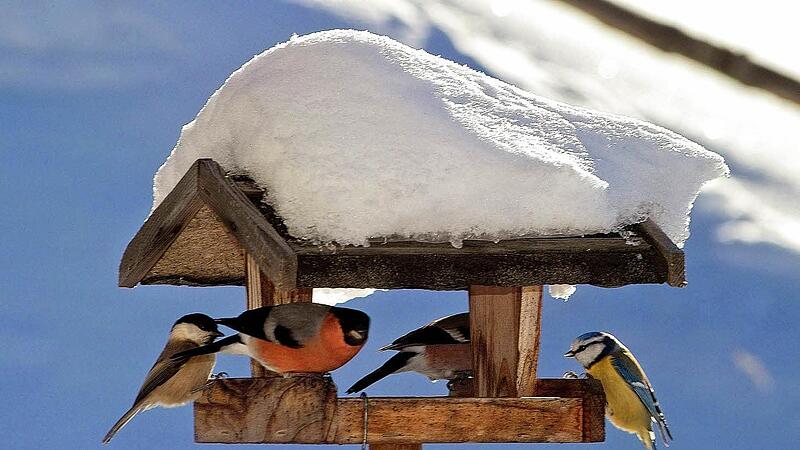 Vögel füttern - aber richtig Vögel füttern - aber richtig