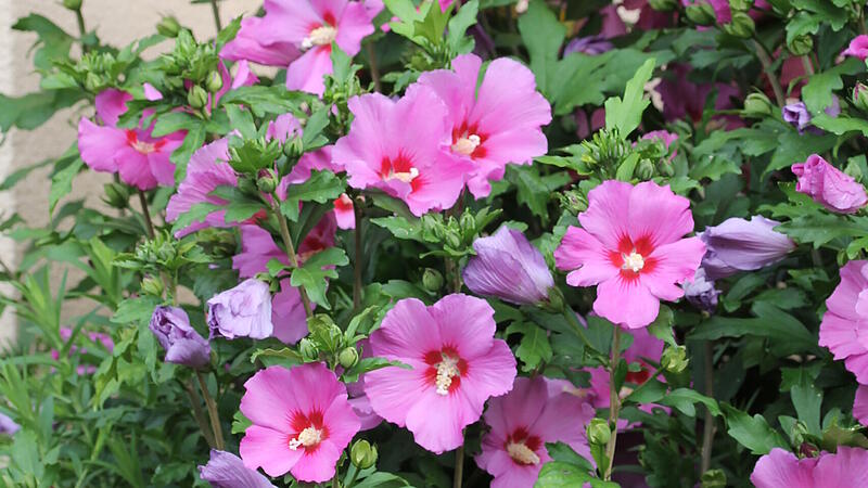 Freilandhibiskus