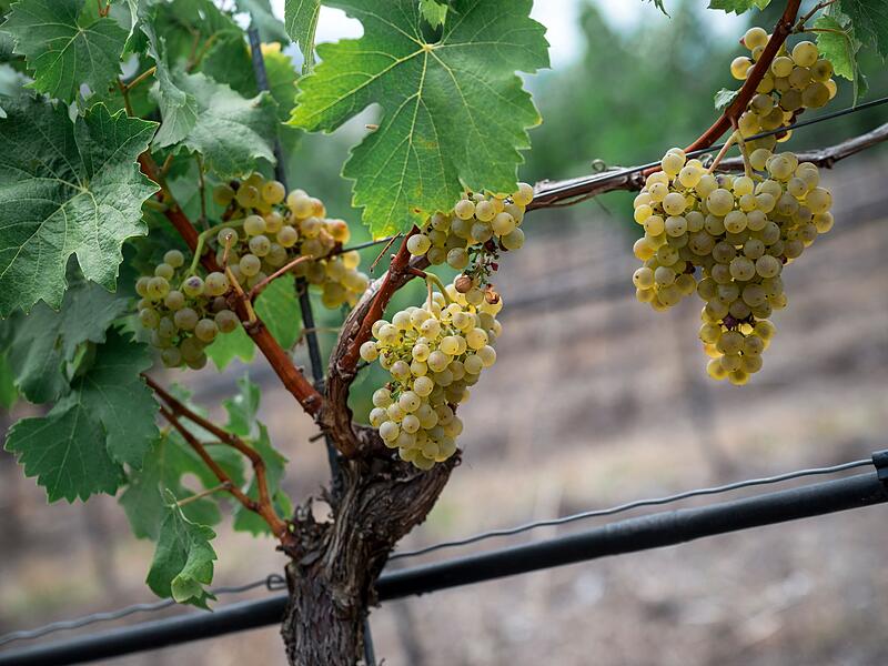 Offizielle Er&ouml;ffnung Weinlese