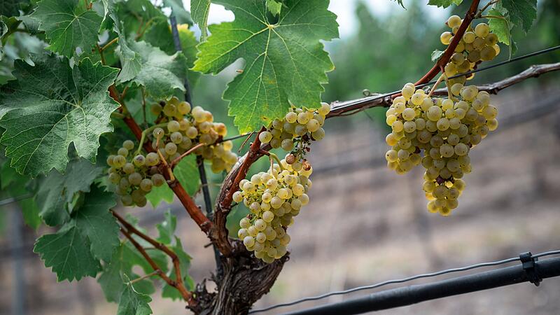 Offizielle Eröffnung Weinlese Offizielle Eröffnung Weinlese