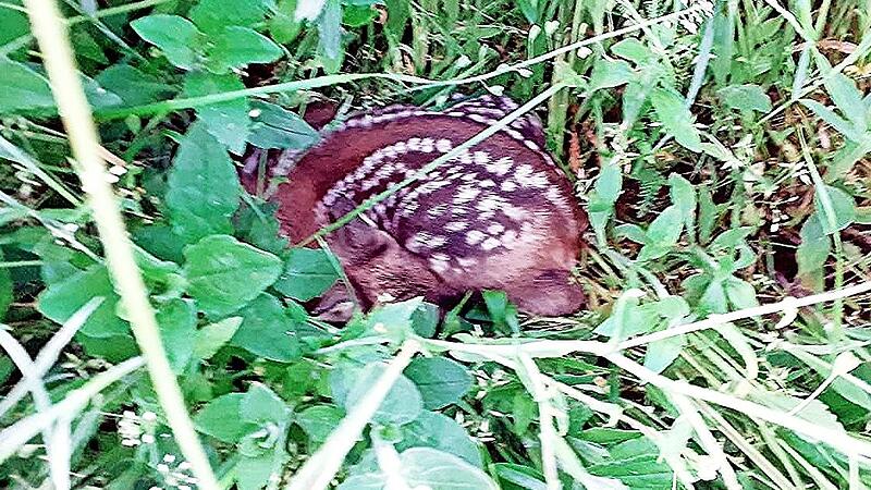 So ducken sich die Rehkitze tief ins Gras, um sich vor Fressfeinden zu sch&uuml;tzen.