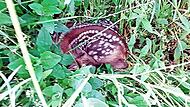 So ducken sich die Rehkitze tief ins Gras, um sich vor Fressfeinden zu schützen. So ducken sich die Rehkitze tief ins Gras, um sich vor Fressfeinden zu schützen.