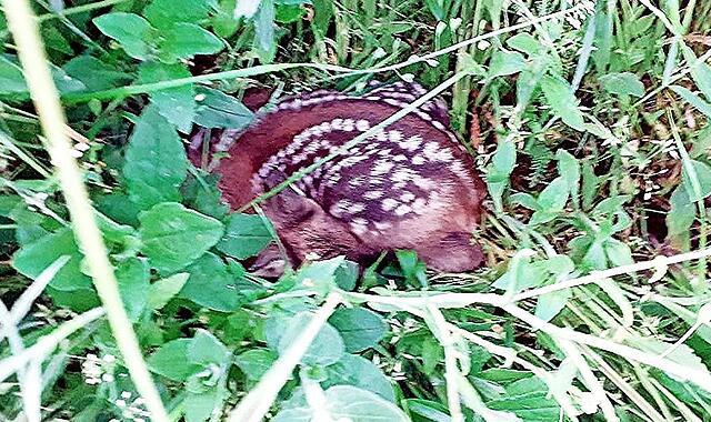 So ducken sich die Rehkitze tief ins Gras, um sich vor Fressfeinden zu schützen.