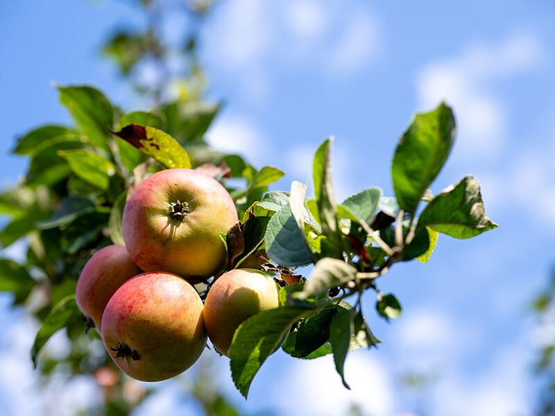 Fränkische Äpfel Fränkische Äpfel