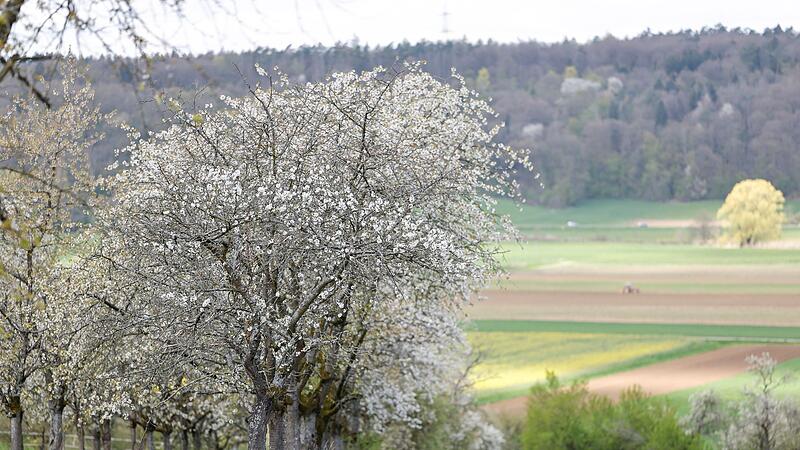 Kirschblüte in der Fränkischen Schweiz Kirschblüte in der Fränkischen Schweiz
