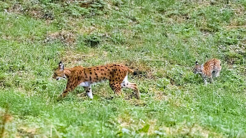 F&ouml;rster Martin Hertel sind beeindruckende Aufnahmen von Julchens Nachwuchs in freier Wildbahn gelungen.