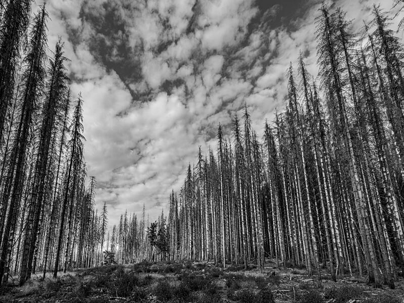 Foto "Waldsterben"