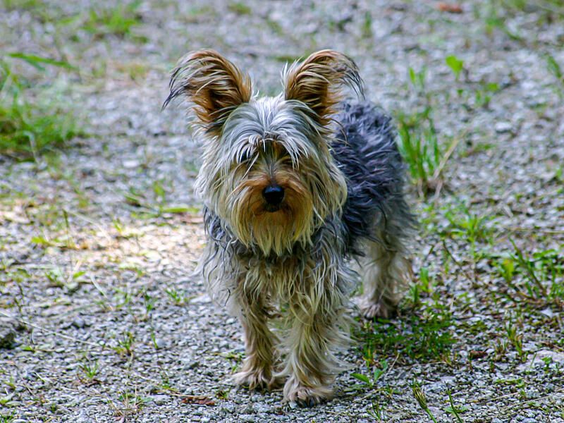 Wenn in Gemeinden im Landkreis Forchheim ein Haustier gefunden wird, wird das Fundtier im Tierheim Forchheim aufgenommen.Forchheim & Fränkische Schweiz Wenn in Gemeinden im Landkreis Forchheim ein Haustier gefunden wird, wird das Fundtier im Tierheim Forchheim aufgenommen.