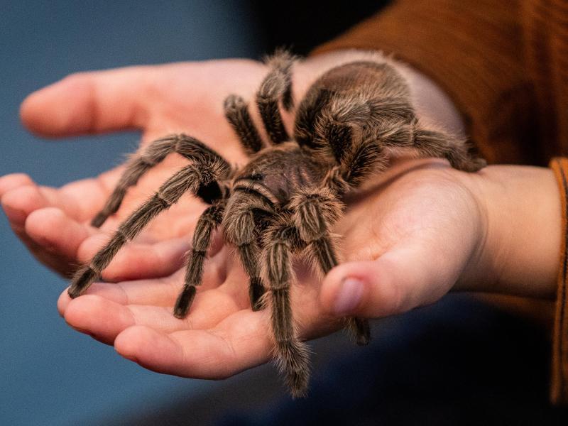 Acht Beine Diese Rote Chile-Vogelspinne scheint sich wohlzufühlen. Bei der mobilen Spinnen- und Insektenschau «Insectophobie» können die Tiere hautnahn erlebt werden.