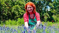 Duftend, bunt und dazu noch gesund: Gertrud Leumer pflanzt in ihrer Bamberger Gärtnerei auch viele Heilkräuter an. Lavendel hilft beispielsweise beim Stressabbau und bei Einschlafproblemen.