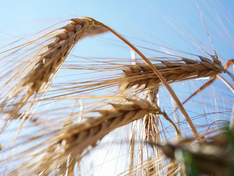 Deutscher Bauernverband zum Ernteauftakt Deutscher Bauernverband zum Ernteauftakt