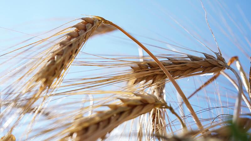Deutscher Bauernverband zum Ernteauftakt Deutscher Bauernverband zum Ernteauftakt