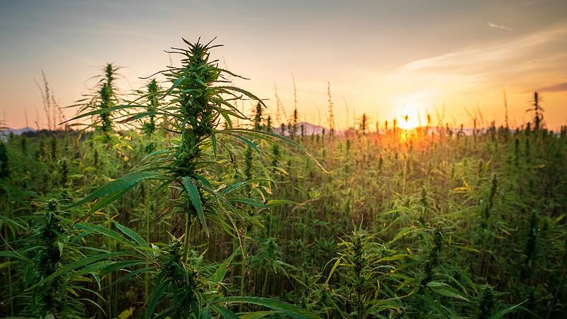 Hanf am Fu&szlig;e der Bamberger Altenburg: Die Teillegalisierung durch Cannabis wird den Umgang mit dem Kraut ver&auml;ndern