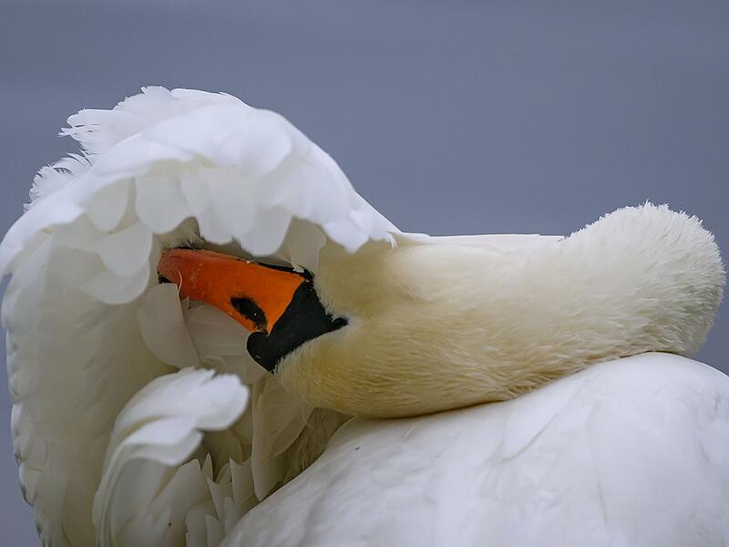 H&ouml;ckerschwan bei der Federpflege