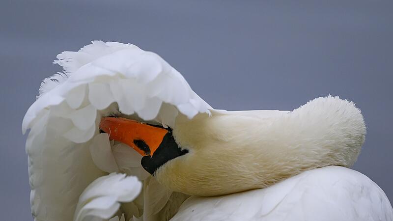 H&ouml;ckerschwan bei der Federpflege