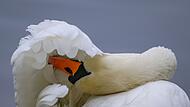 H&ouml;ckerschwan bei der Federpflege
