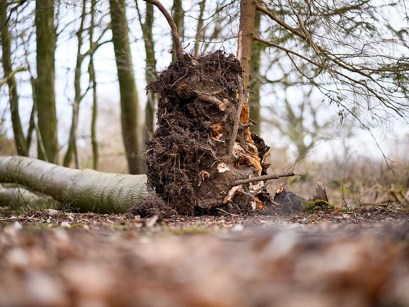 Baum umgest&uuml;rzt - Drei Tote bei Flensburg