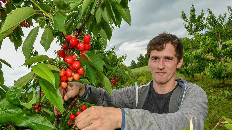 Landwirt Franz Galster setzt mit gro&szlig;er Leidenschaft auf den Kirschenanbau in der Fr&auml;nkischen Schweiz .Forchheim & Fr&auml;nkische Schweiz