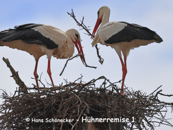 Storchenpaar baut ihr Nest in Bäumen.Storchpaar in Schweighof