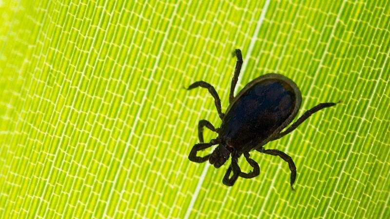 Fast ganz Bayern wird vom Robert-Koch-Institut als FSME-Risikogebiet ausgewiesen, darunter auch Franken. Deshalb gibt es rund um das kleine Tier einiges zu beachten.