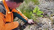 Wald Tettau