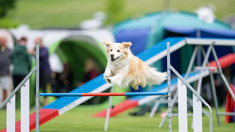 Hunde-Kerwa in Steppach