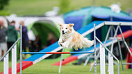 Hunde-Kerwa in Steppach