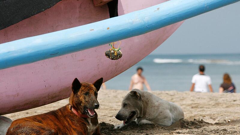 Straßenhunde an einem Strand in Kuta auf Bali