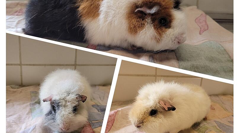 Die drei Böckchen suchen ein neues Zuhause. Die drei Böckchen suchen ein neues Zuhause.