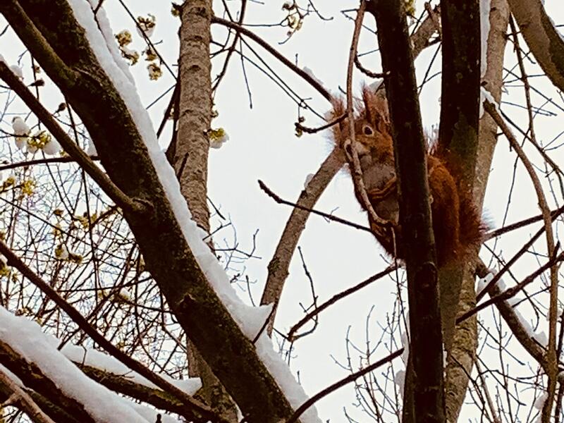 War der Nussvorrat  schon aufgebraucht? Auch für dieses Eichhörnchen am Annaberg bei Weilersbach  kam der Wintereinbruch wohl überraschend.Bamberg