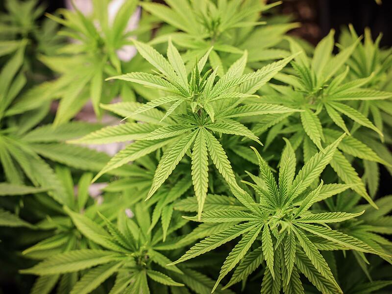 Cannabis-Legalisierung Cannabis-Legalisierung