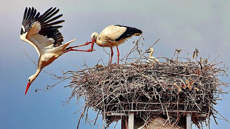 Stegauracher St&ouml;rche im Familiengl&uuml;ck: Offenbar zeigten sich die beliebten V&ouml;gel unbeeindruckt von dem Baukran direkt unter ihrem Nest. Die frisch gebackenen Storcheneltern wechseln sich ab mit der Nahrungsbeschaffung f&uuml;r den hungrige Nachwuchs.