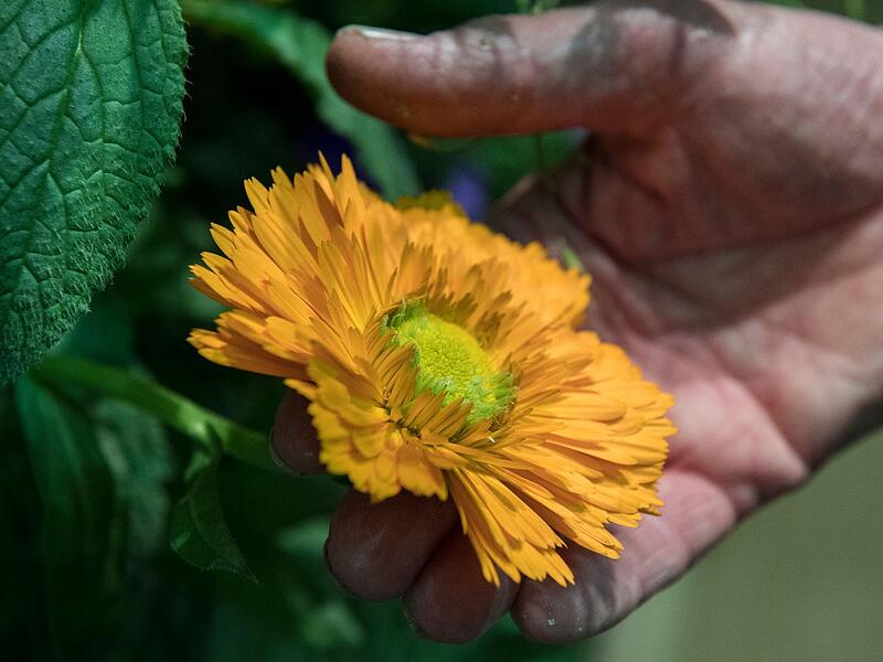 Ringelblumen