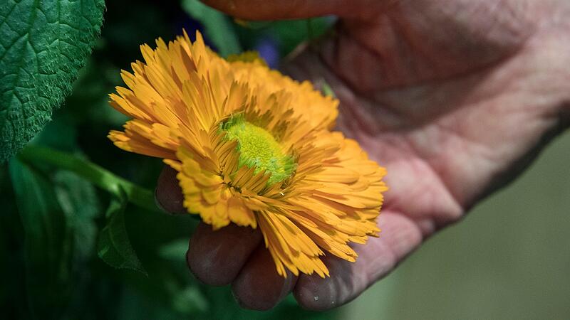 Ringelblumen
