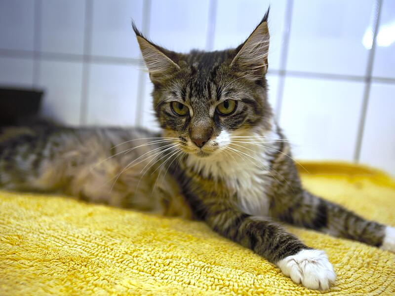 Katze KimberlyForchheim & Fränkische Schweiz Katze KimberlyForchheim & Fränkische Schweiz