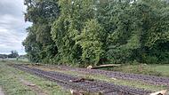Personenzug kollidiert mit umgestürztem Baum Personenzug kollidiert mit umgestürztem Baum
