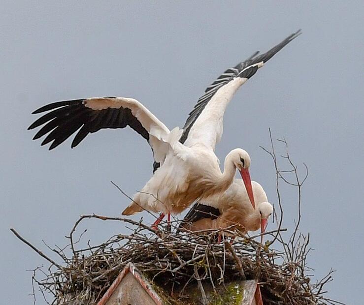Auf dem Schlot des alten Barockhotels hat sich das Storchenpaar niedergelassen. Auf dem Schlot des alten Barockhotels hat sich das Storchenpaar niedergelassen.