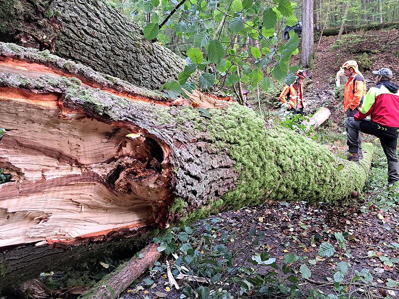 Das Gro&szlig; der gef&auml;llten B&auml;ume bleibt im Kaskadental und wird von den Wegen ger&auml;umt. Aus dem Wald geschafft wird vom Borkenk&auml;fer befallenes Holz.