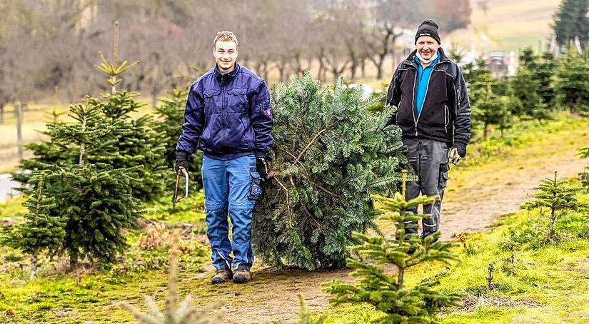 Wie diese beiden M&auml;nner in der N&auml;he von Randersacker kann man auch im Landkreis Kitzingen seinen Weihnachtsbaum in Schonungen aussuchen und teilweise sogar selbst schlagen.