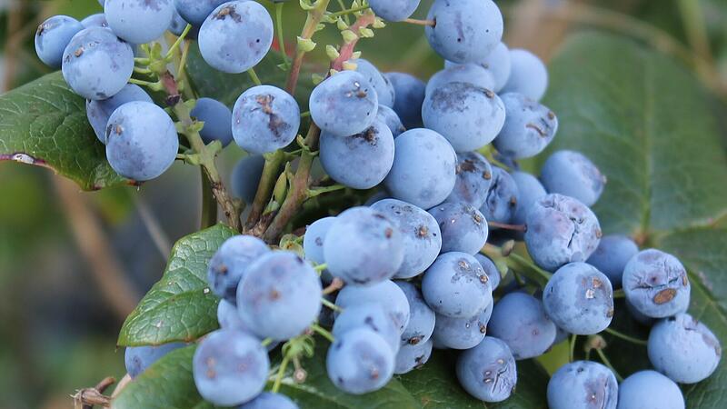 Mohonienbeere Mohonienbeere