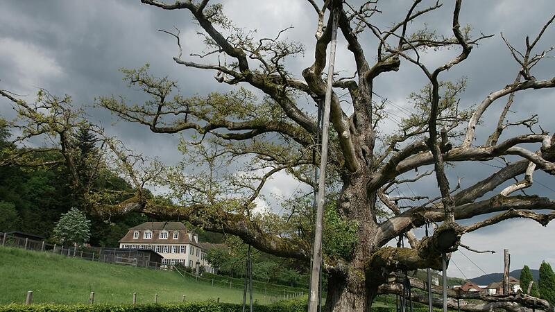 Die K&ouml;nig-Ludwig-Eiche im Staatsbad steht unter Denkmalschutz.