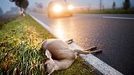 Über 8800 Wildunfälle in Unterfranken wurden im vergangenen Jahr der Polizei gemeldet. Über 8800 Wildunfälle in Unterfranken wurden im vergangenen Jahr der Polizei gemeldet.