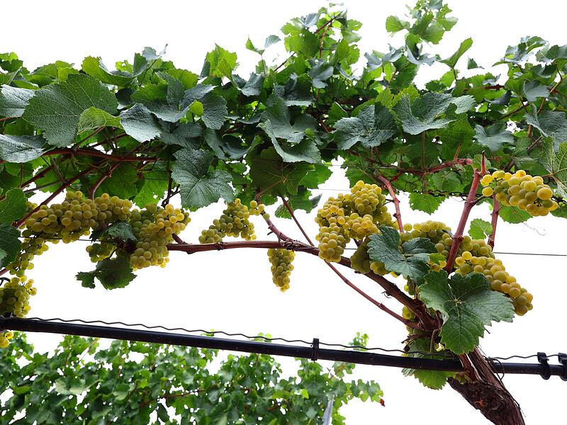 Frankenwein